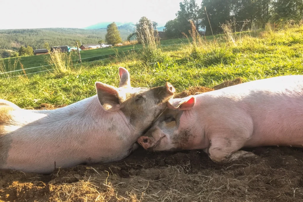 To griser ligger på bakken i et gresskledd område på Skåbu Fjellhotell, og hviler tett sammen på en solskinnsdag.